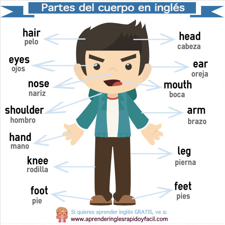 partes del cuerpo humano en inglés