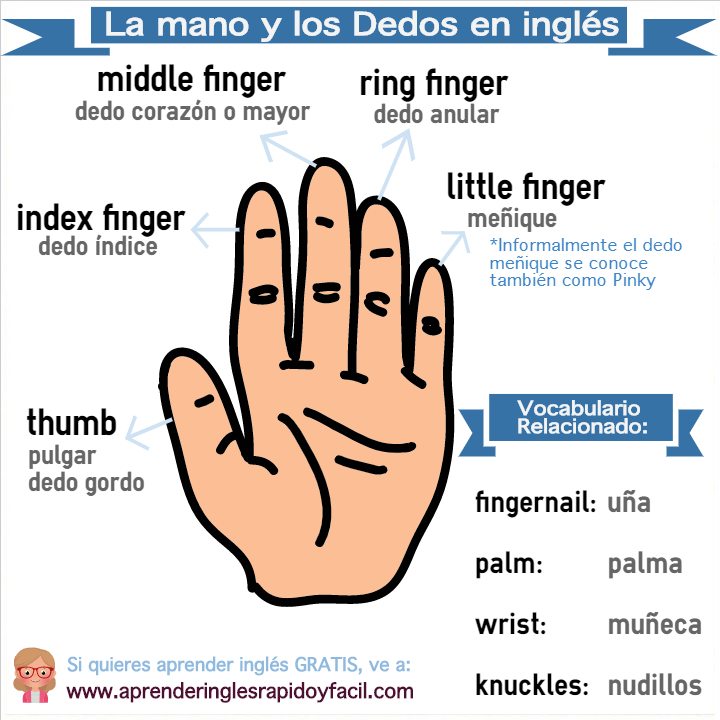 dedos en inglés