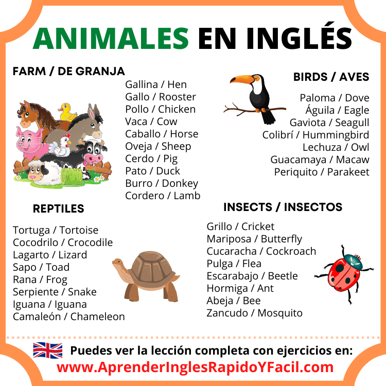 animals